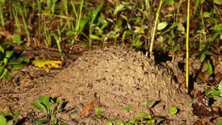 Timelapse of a Fire Ant Hill Destroyed by Rain Then Rebuilt