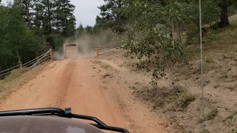 Hauling Cows Up The Mountain 13