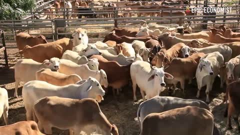 30 Facts That Prove Ranchers Are Panic Selling Millions Of Cattle As The Food Supply Chain Collapses