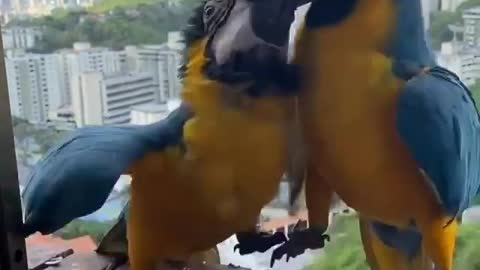 Parrots eating sunflower seeds