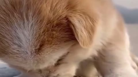 cute dog falling asleep