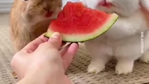 Baby Rabbits Eat Watermelon