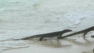 Monitor Lizards Battling on the Beach