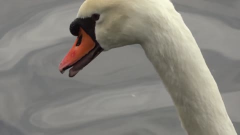 White Swan Video Footage