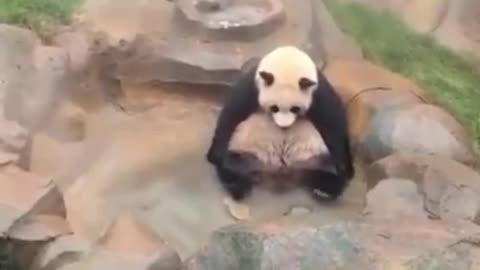 Bathing panda