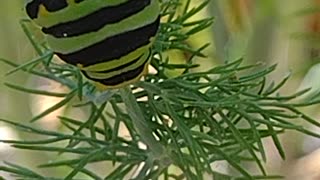 Black swallowtail butterfly larvae defensive reaction