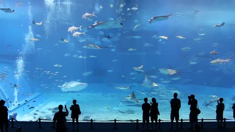 The beauty of Aquarium