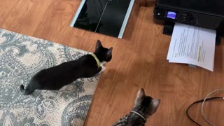 Kittens terrified and mesmerized by a printer