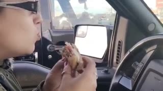 Hungry pup in adjacent car wants to join in on breakfast