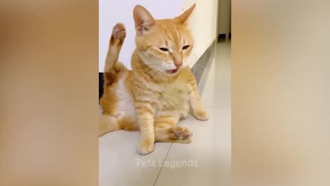 Cat fun video