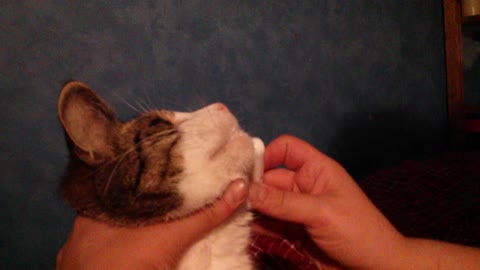 Cat teeth brushing
