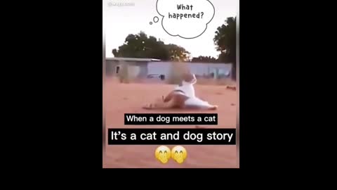 Funny cat and crazy dog 🤣 | funny animals