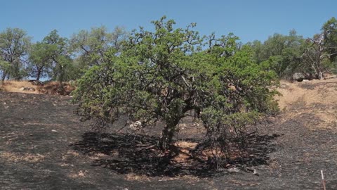 A Tree at a National Park