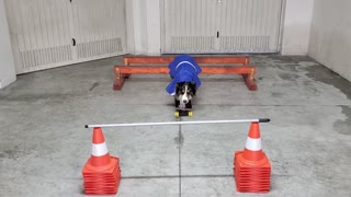 Dog in Rain Jacket Runs Obstacle Course