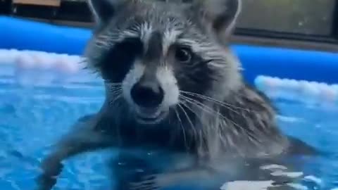 Trash panda having a little pool party