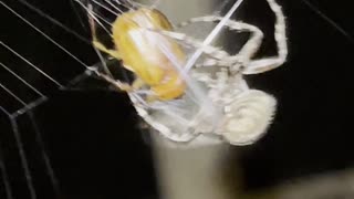 Orb-weaver Spider Wraps June Bug in Web