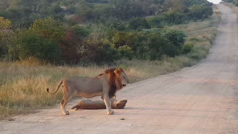 Lions Mating in Kruger National Park captured on a photo safari with B1 Photo Safaris