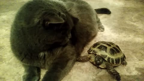 The turtle hit the cat like a rock.