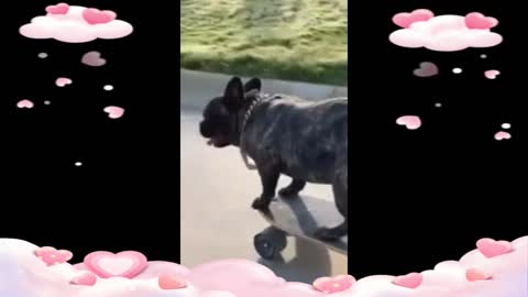 Aww soo cute dog animal playing skateboard
