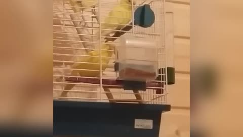 Two budgies are trying to open the cage