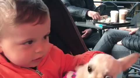 Kid shares his bottle with chihuahua puppy