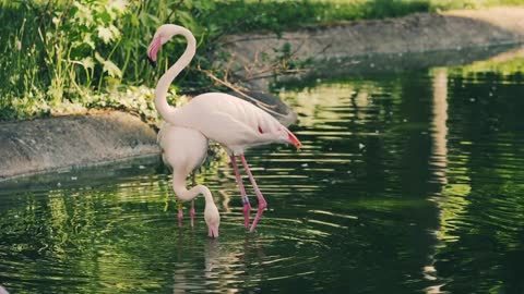 Flamingo , a radical new idea.