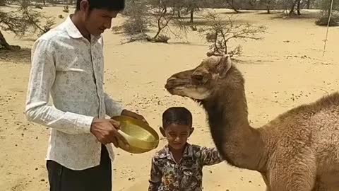 Camel and child