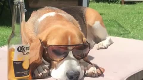 Beagle having a beer