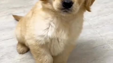 Funny dogs video