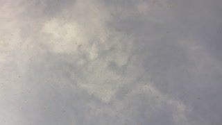 Swarm of Gnats flying in sky