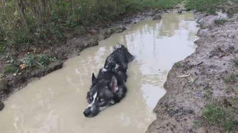 Mud-Loving Dog Pulls Off Epic Crocodile Impression
