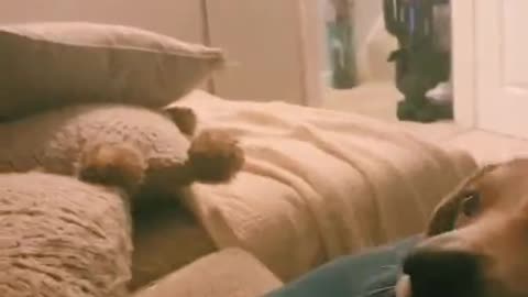 Doggy Creeps up to Toy in Slow Motion