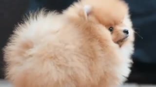 A unique little dog that dances and jumps in the air in an amazing and acrobatic way