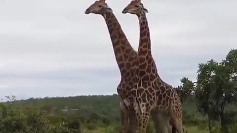 Giraffes fight