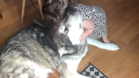 Patient Alaskan Malamute lets baby girl give him a hug