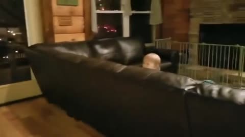 Cat fails at jumping