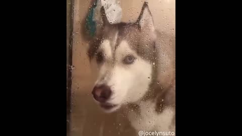 Cute Husky Gets Stuck Taking A Shower And Starts Crying🥺🥺