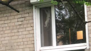 Cheeky Bird Taunts Kitty Through Window Screen