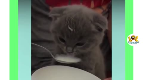 A Kitten Drinking Milk