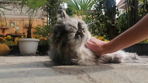 Cuddly cat enjoys the sun while listening to Tracy Chapman