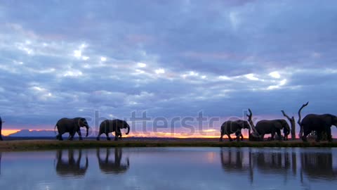 african safari sunset moment of elephant