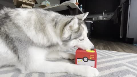 Husky Confused by Treat Stealing Toy