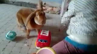 Rabbit Dares to play with Childs toys