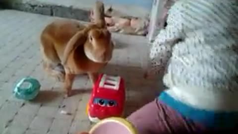 Rabbit Dares to play with Childs toys