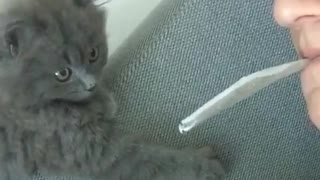 Gray cat taking paper away from owners mouth