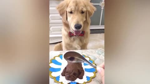 Funny Dog Reaction to Cutting Cake 2020