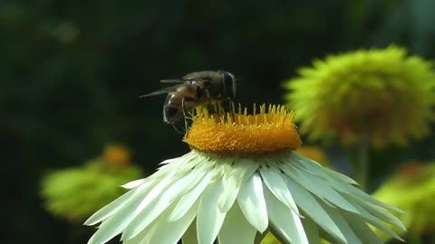 Bee Forge Flower Garaden
