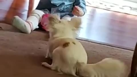 Funny video dog obeys girl only with food #shorts