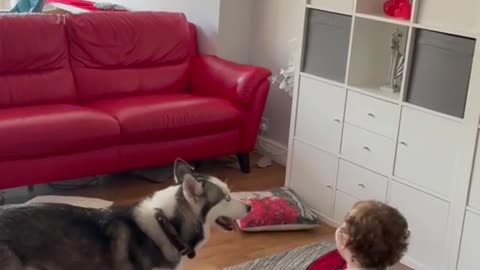 Husky dog ​​runs away playing with the child