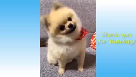 Cute, Funny Pets and Animals Compilation #1